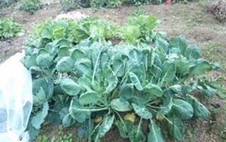 畑で青々と育っている芽キャベツの様子。
