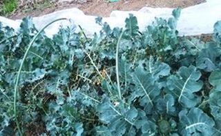 虫に食べられて穴の開いたブロッコリーの葉の様子。
