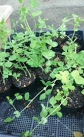 つるが少し伸びたさやえんどうの苗の様子。