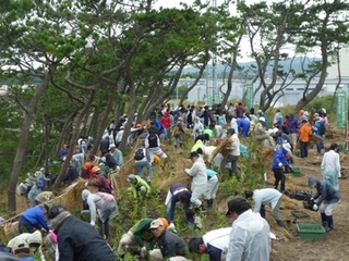 大勢の人が苗木を植えている様子