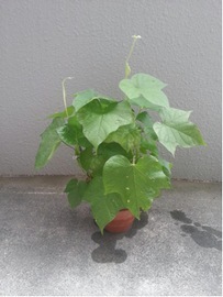 たくさんの緑の葉をつけたアサガオ