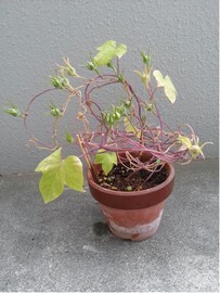 花が収まり種ができたツルが丸まっている様子
