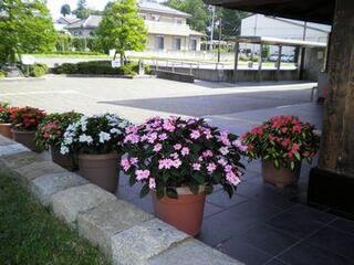 中央図書館の玄関に飾られてある鉢植えのサンパチェンス