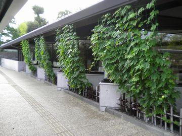 中央図書館に植えられた緑のカーテン