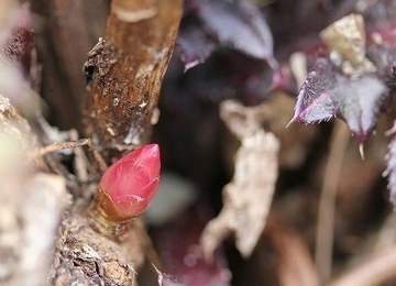 絶滅危惧種であるフジタイゲキの赤い芽の写真