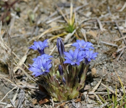青紫色の花のハルリンドウ