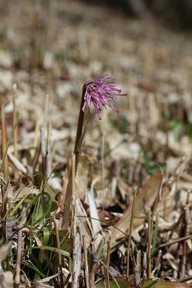 紫色の花のショウジョウバカマ