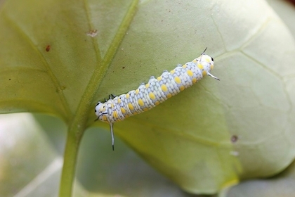 葉の裏にくっついているアサギマダラの幼虫