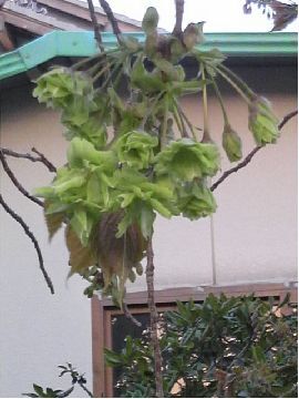 緑色から黄緑色そして黄色に変わる御衣黄桜の写真