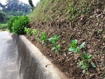 ウォーキング途中の道端で咲いてる草花の写真