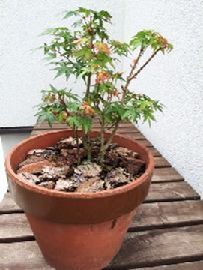 鶴ヶ城公園で拾ったモミジの種で発芽したところの写真