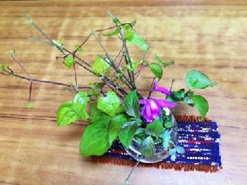 野菜くずでコップ栽培をして葉をつけてる様子の写真