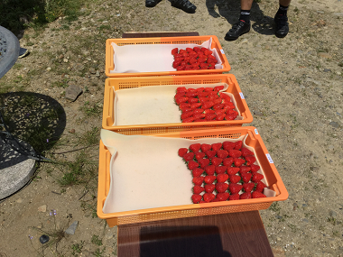 赤く熟れて美味しそうなイチゴの写真