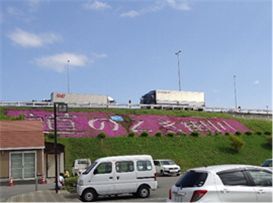 駐車場側に咲くしば桜の花文字の写真