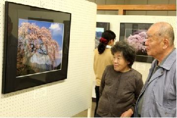 美しい一本桜の写真を見ている来場者の様子