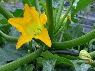 ズッキーニの黄色い大きな花が咲いている写真