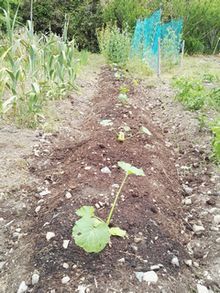 まだ小さく葉の枚数も4枚ほどの植えて間もない野菜の苗