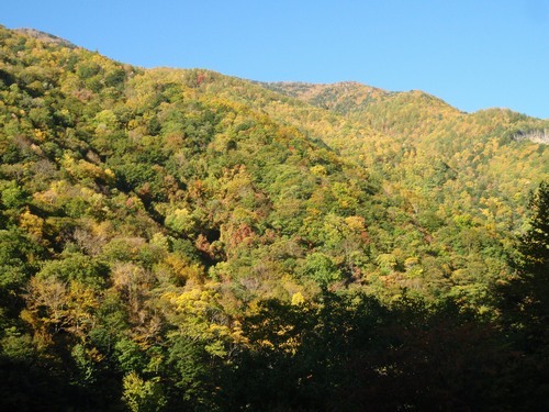 青空と紅葉が緑から段々、黄色や赤へと移り変り始めている写真