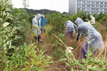 肩まで伸びた雑草を刈り取っている人らの写真