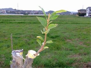 接ぎ木した新芽がすくすくと成長したようす
