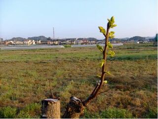 冬葉を落とした枝に、また新芽が芽吹いたようす
