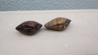 左側がハマグリ、右側がハタミ、二枚貝の画像