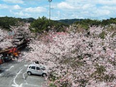 満開の桜と奥には山々が見える