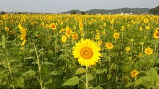 たくさんのひまわりが同じ方向を向いて咲いている様子。