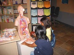 人体模型と小学生