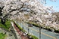城東中学校の桜並木