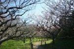 横須賀城跡の咲いている数本の梅の木