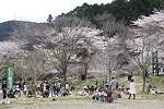 桜の木の前で、お花見をしている人達が映っている写真