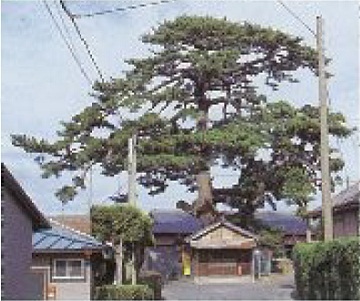 400年以上の樹齢といわれる「大松」の写真