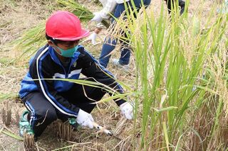 農協職員から鎌の使い方指導を受けて1束ずつ丁寧に刈り取っている児童の様子