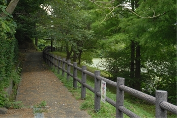 新緑に囲まれた池の周辺の散歩道の景色