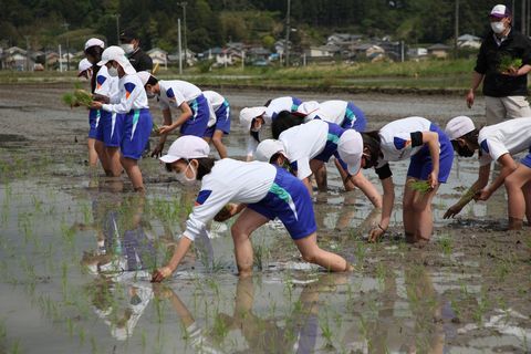 真剣な表情で田植えを行う児童たち