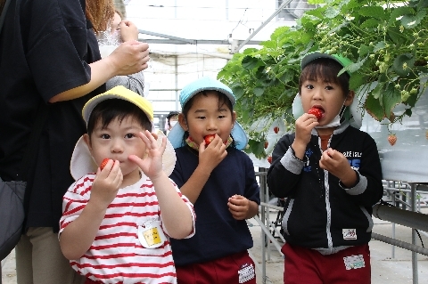 自分で取ったいちごを頬張る園児