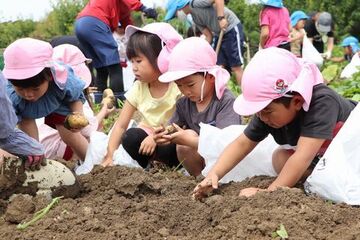 一生懸命じゃがいもを掘る園児たち