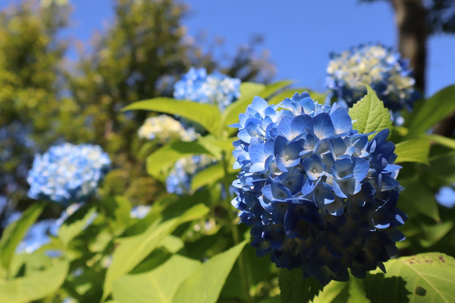 掛川の四季の花 観光サイト