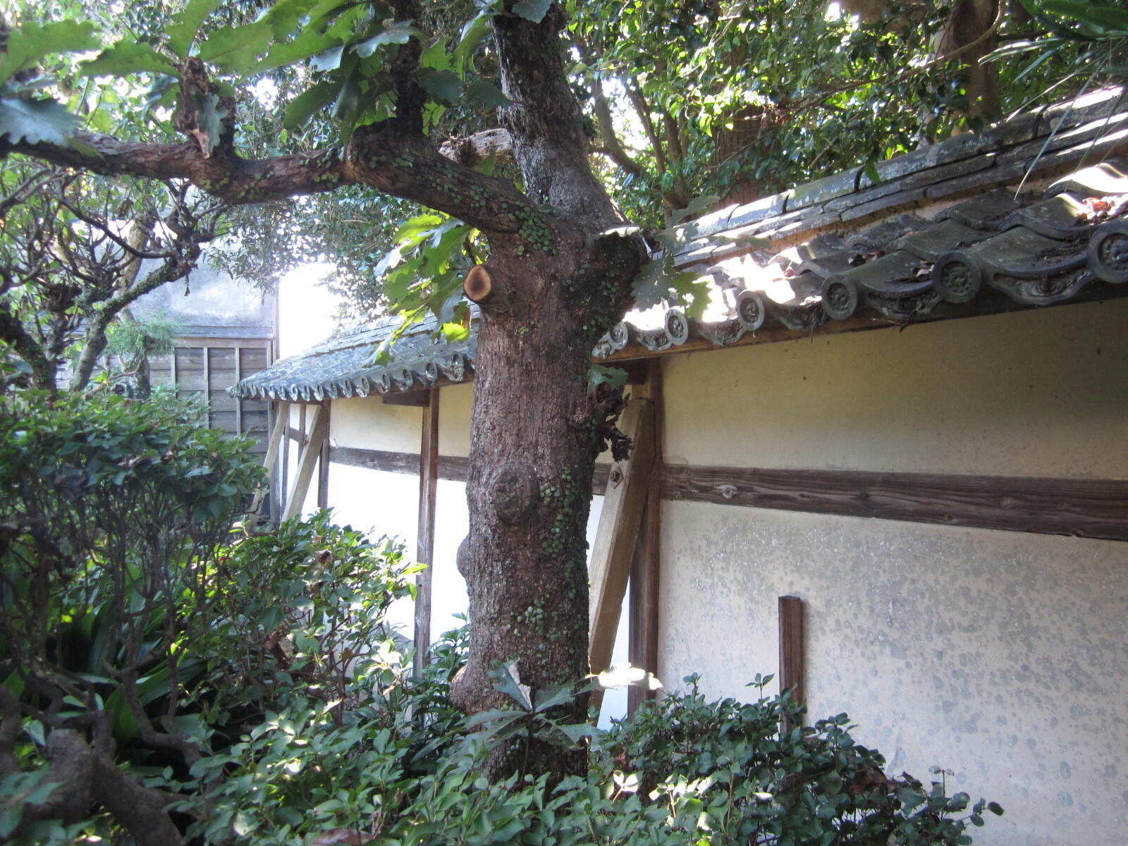 静岡県 鈴木家住宅塀 05 主屋西側塀 東より2(内塀).JPG