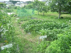 すくすく農園2.jpg