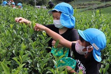 真剣な表情でお茶を摘む園児