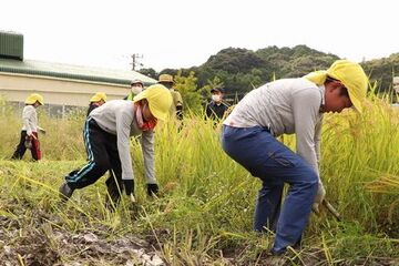 泥だらけになりながら稲刈りをする児童