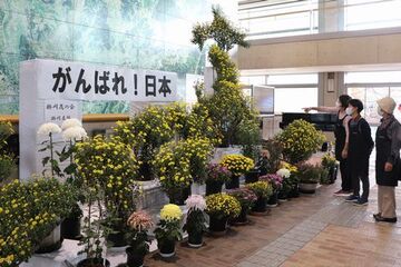 日本地図をかたどった菊の花