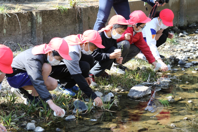 育ててきたホタルの幼虫を放流する児童