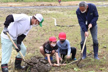 丁寧にれんこんを植える子どもたち