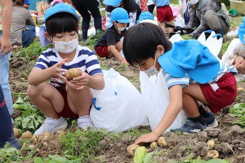 大きなじゃがいもを収穫する園児