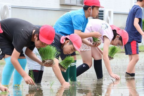 楽しそうに田植えをする児童