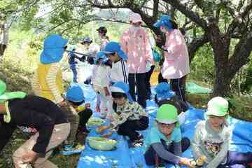 木から落ちた梅を拾う園児