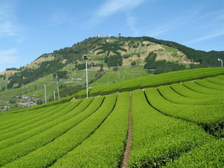 粟ヶ岳の茶文字と麓に広がる茶園